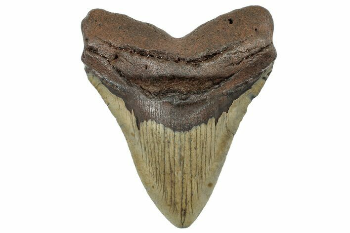 Fossil Megalodon Tooth - North Carolina #298898